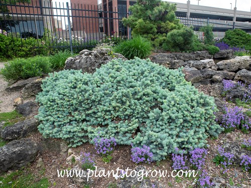 St. Mary's Broom Spruce (Picea pungens glauca)